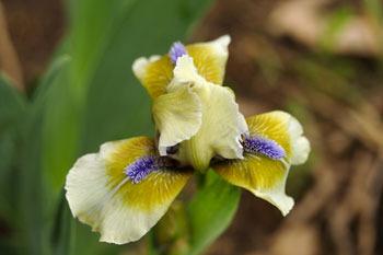 Photo of Standard Dwarf Bearded Iris (Iris 'Grass Girl') uploaded by Calif_Sue