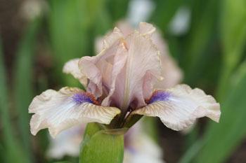 Photo of Standard Dwarf Bearded Iris (Iris 'Baby Soft') uploaded by Calif_Sue