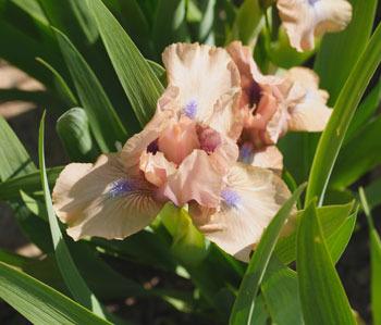 Photo of Standard Dwarf Bearded Iris (Iris 'Chanted') uploaded by Calif_Sue
