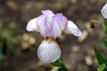 Photo of Miniature Tall Bearded Iris (Iris 'Carolyn Rose') uploaded by Calif_Sue