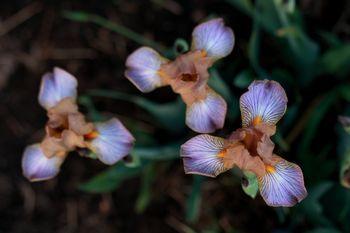 Photo of Miniature Tall Bearded Iris (Iris 'Carla Beth') uploaded by Calif_Sue