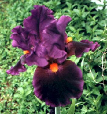 Photo of Tall Bearded Iris (Iris 'Local Color') uploaded by Calif_Sue