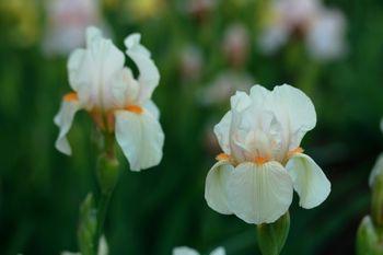 Photo of Miniature Tall Bearded Iris (Iris 'Aglow Again') uploaded by Calif_Sue