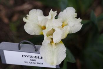Photo of Standard Dwarf Bearded Iris (Iris 'Invisible') uploaded by Calif_Sue