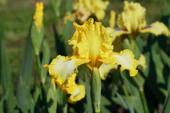 Photo of Intermediate Bearded Iris (Iris 'Bottled Sunshine') uploaded by Calif_Sue