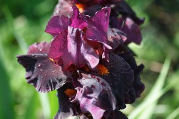 Photo of Intermediate Bearded Iris (Iris 'Garnet Slippers') uploaded by Calif_Sue