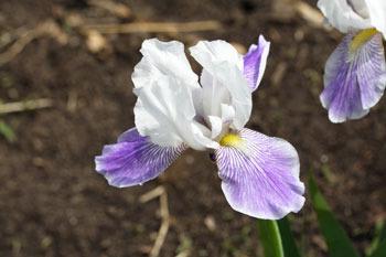Photo of Miniature Tall Bearded Iris (Iris 'Ice Fairy') uploaded by Calif_Sue