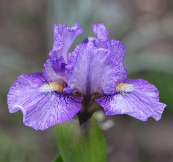 Photo of Standard Dwarf Bearded Iris (Iris 'It Ain't Me Babe') uploaded by Calif_Sue