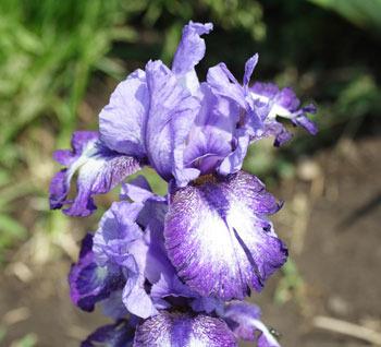 Photo of Intermediate Bearded Iris (Iris 'Infinity Ring') uploaded by Calif_Sue