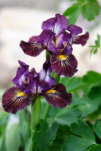 Photo of Standard Dwarf Bearded Iris (Iris 'Lee Park') uploaded by Calif_Sue