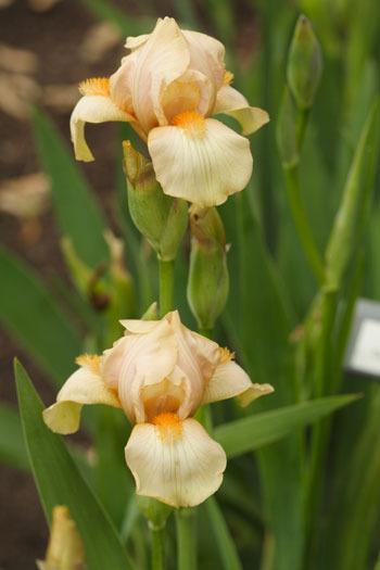 Photo of Miniature Tall Bearded Iris (Iris 'Spring Blush') uploaded by Calif_Sue