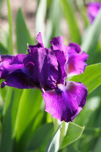 Photo of Standard Dwarf Bearded Iris (Iris 'Bourgeois') uploaded by Calif_Sue