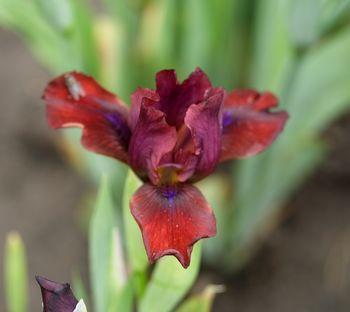 Photo of Standard Dwarf Bearded Iris (Iris 'Smooth') uploaded by Calif_Sue