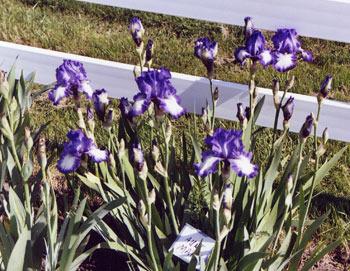 Photo of Tall Bearded Iris (Iris 'Aunt Mary') uploaded by Calif_Sue