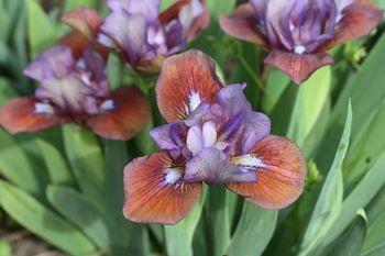 Photo of Standard Dwarf Bearded Iris (Iris 'Flirting Again') uploaded by Calif_Sue