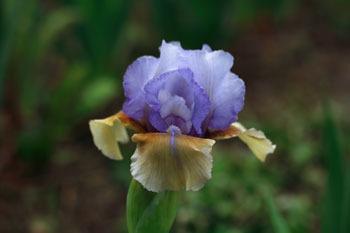Photo of Intermediate Bearded Iris (Iris 'Fast Forward') uploaded by Calif_Sue