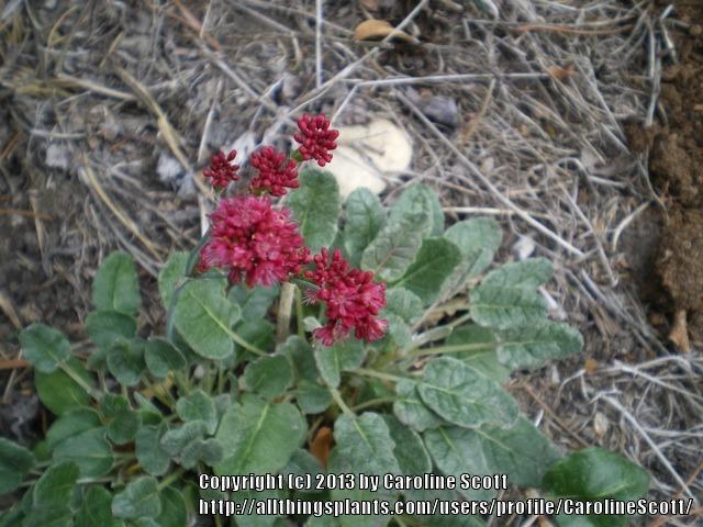 Photo of San Miguel Island Buckwheat (Eriogonum grande var. rubescens) uploaded by CarolineScott
