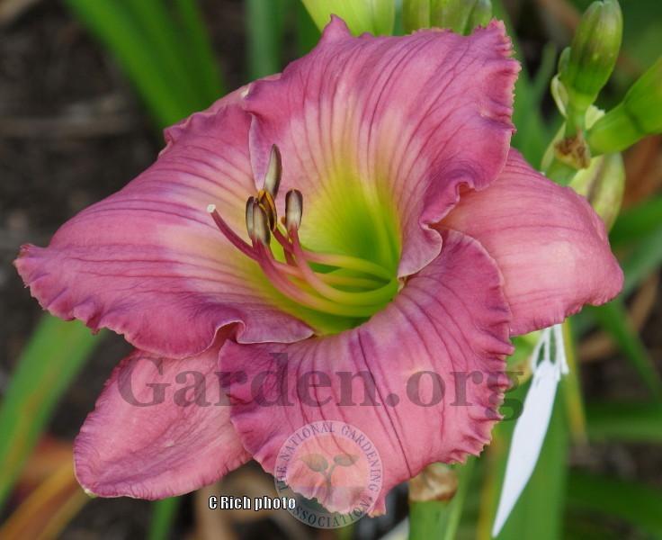 Photo of Daylily (Hemerocallis 'Bemused by Color') uploaded by Char