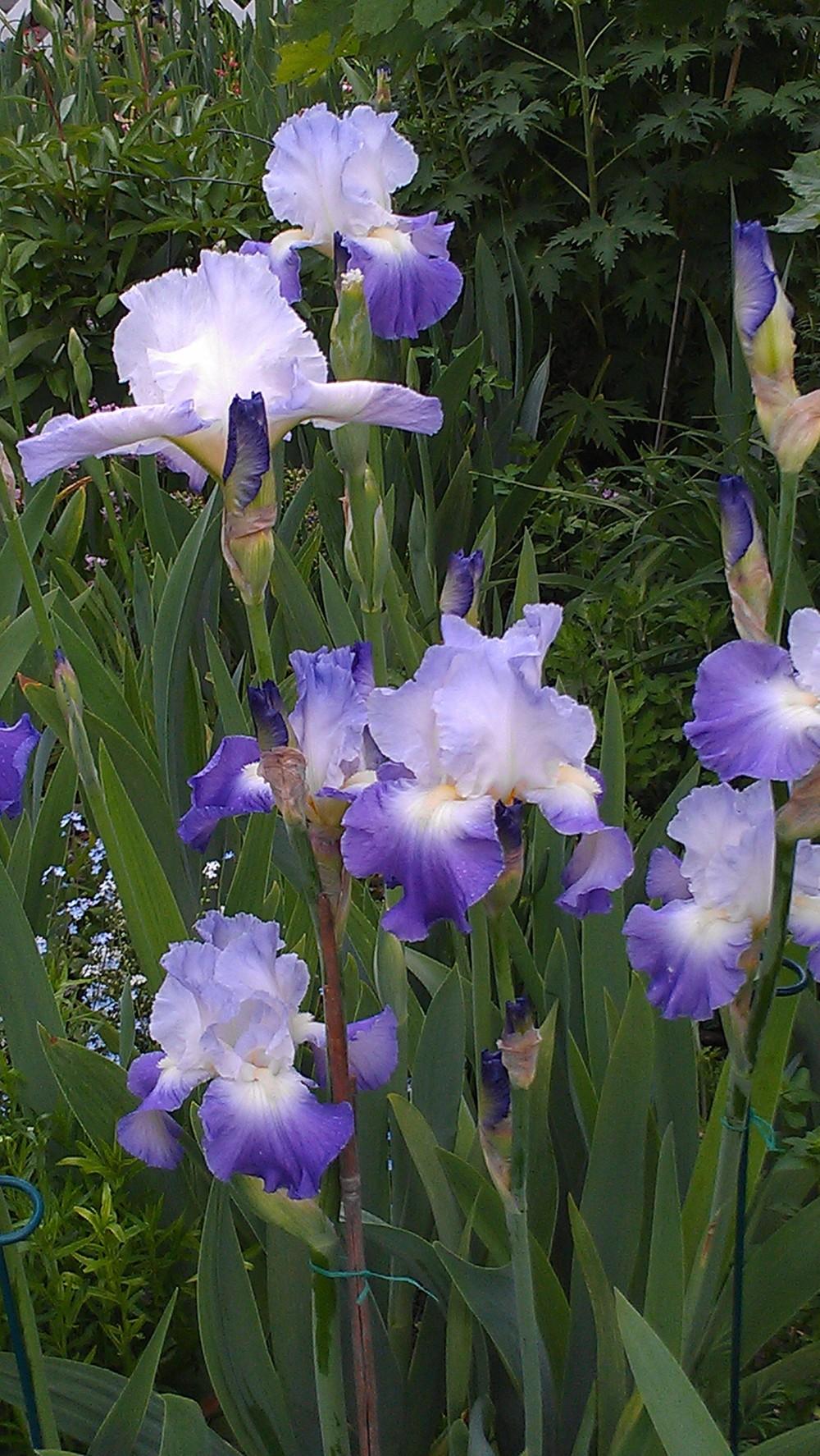 Photo of Tall Bearded Iris (Iris 'Clarence') uploaded by Irislady