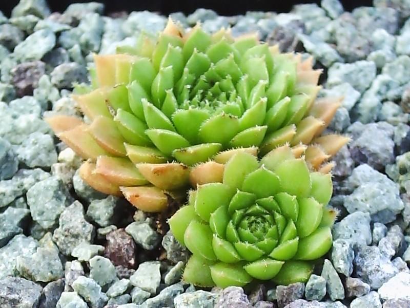 Photo of Hen and Chicks (Sempervivum 'California') uploaded by banker07