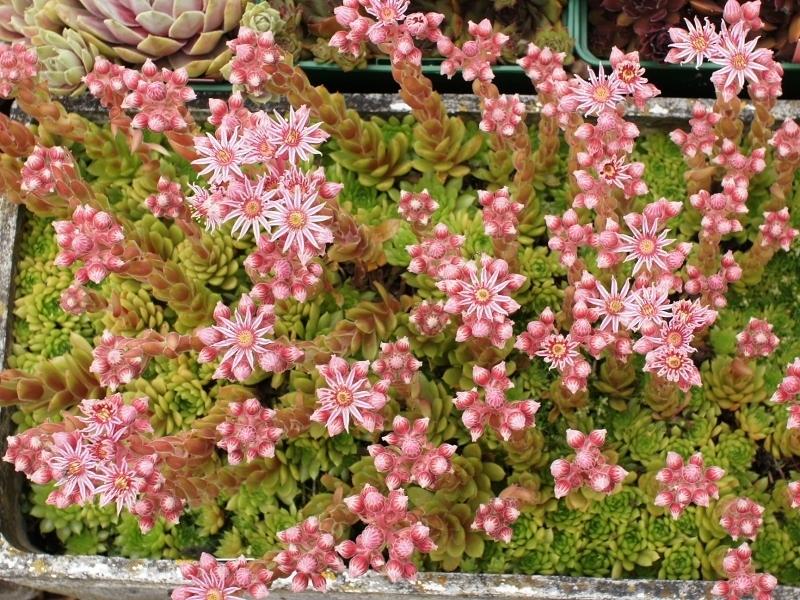 Photo of Hen and Chicks (Sempervivum 'California') uploaded by banker07