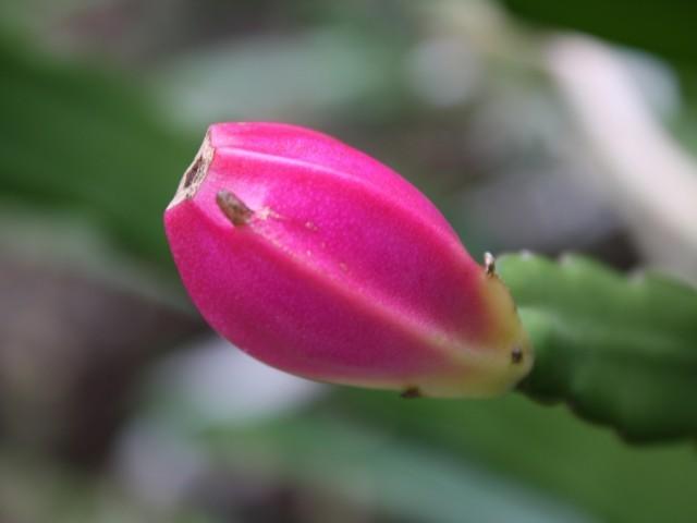Photo of Hooker's Orchid Cactus (Epiphyllum hookeri) uploaded by gingin