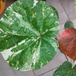 Location: Frisco Tx
Date: 2013-07-10
Leaf detail showing signature variegation and new, rusty-red new 