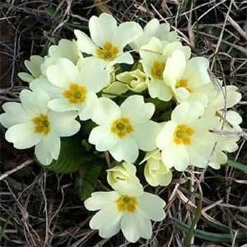 Photo of Wild Primrose (Primula vulgaris) uploaded by vic