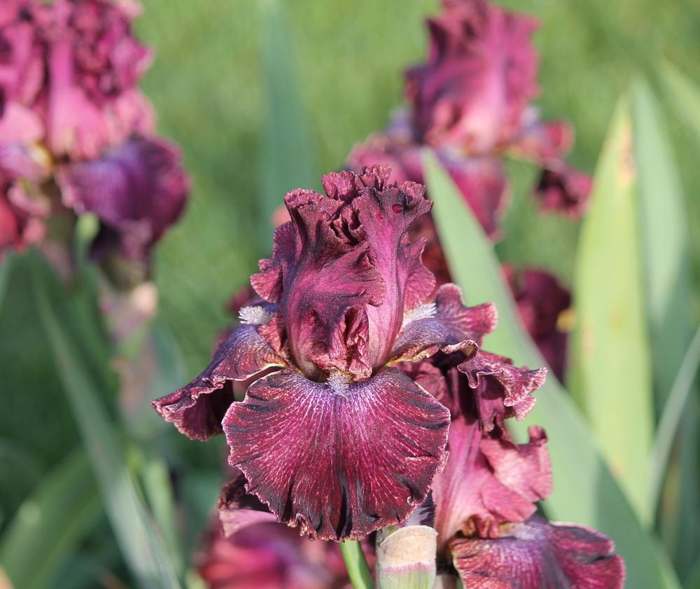Photo of Tall Bearded Iris (Iris 'Pep Rally') uploaded by ARUBA1334