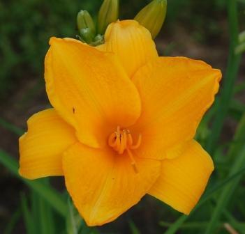 Photo of Daylily (Hemerocallis 'Sparkling Orange') uploaded by Dayjillymo