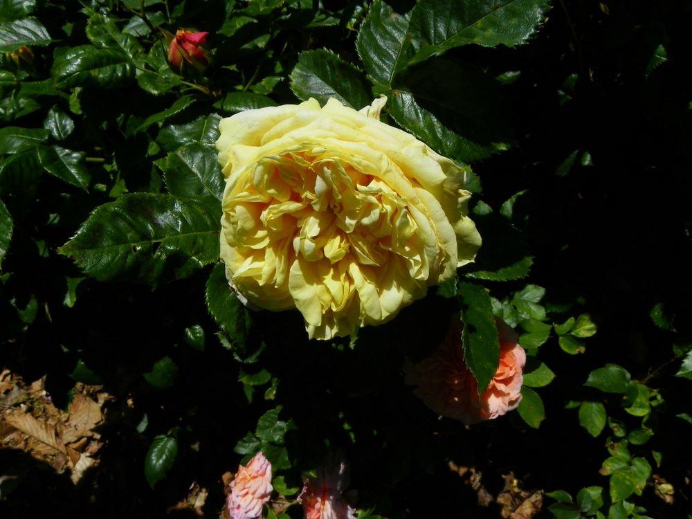 Photo of Rose (Rosa 'Golden Zest') uploaded by Newyorkrita