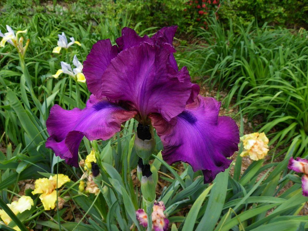 Photo of Tall Bearded Iris (Iris 'Gypsy Romance') uploaded by Newyorkrita