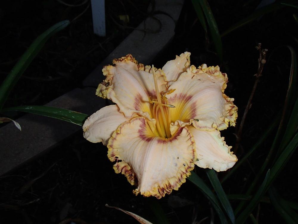 Photo of Daylily (Hemerocallis 'Monet's Garden') uploaded by philljm