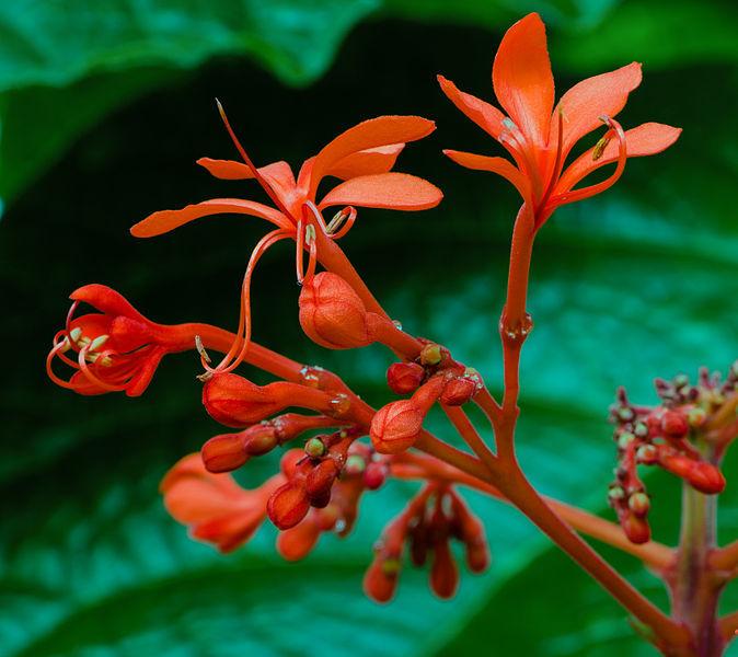 Photo of Flaming Glory Bower (Clerodendrum speciosissimum) uploaded by robertduval14