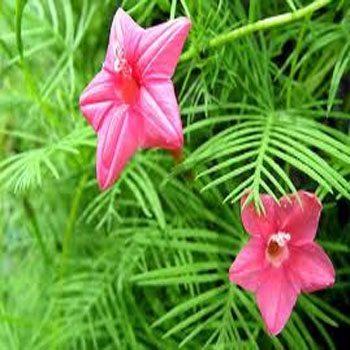 Photo of Cypress Vine (Ipomoea quamoclit) uploaded by vic