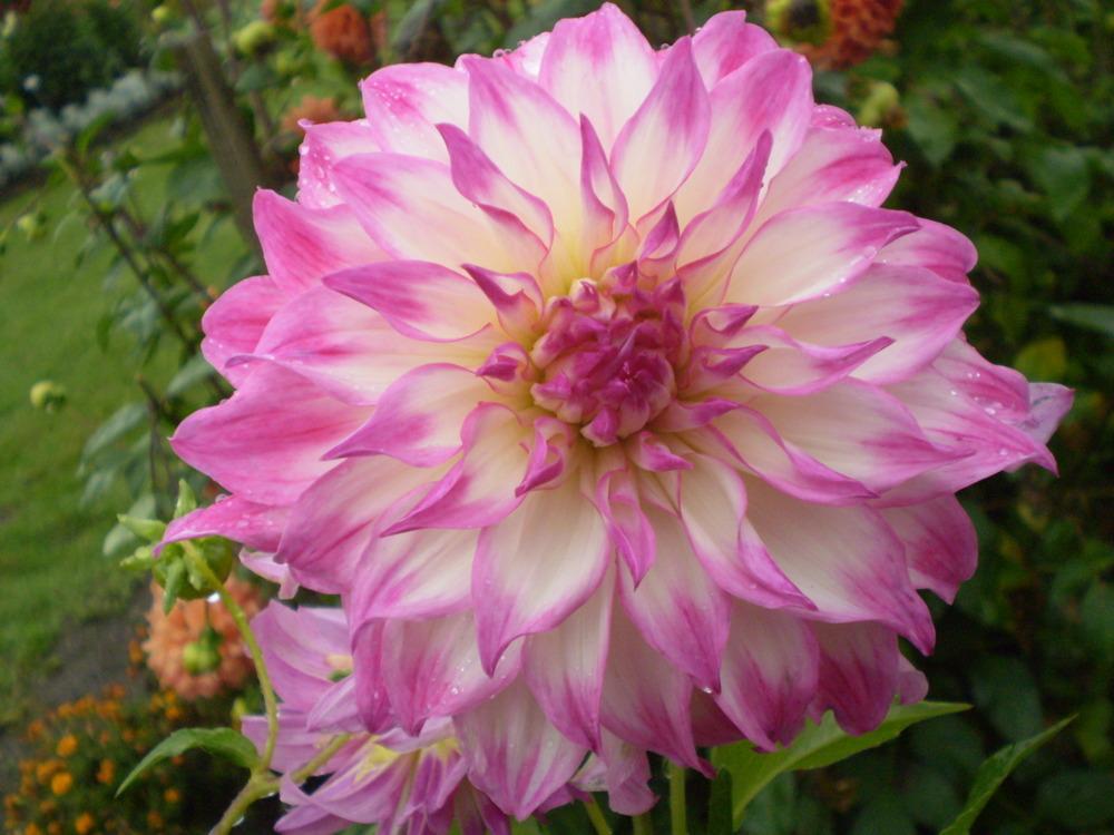Photo of Dahlia 'Colorado Classic' uploaded by Greyghost
