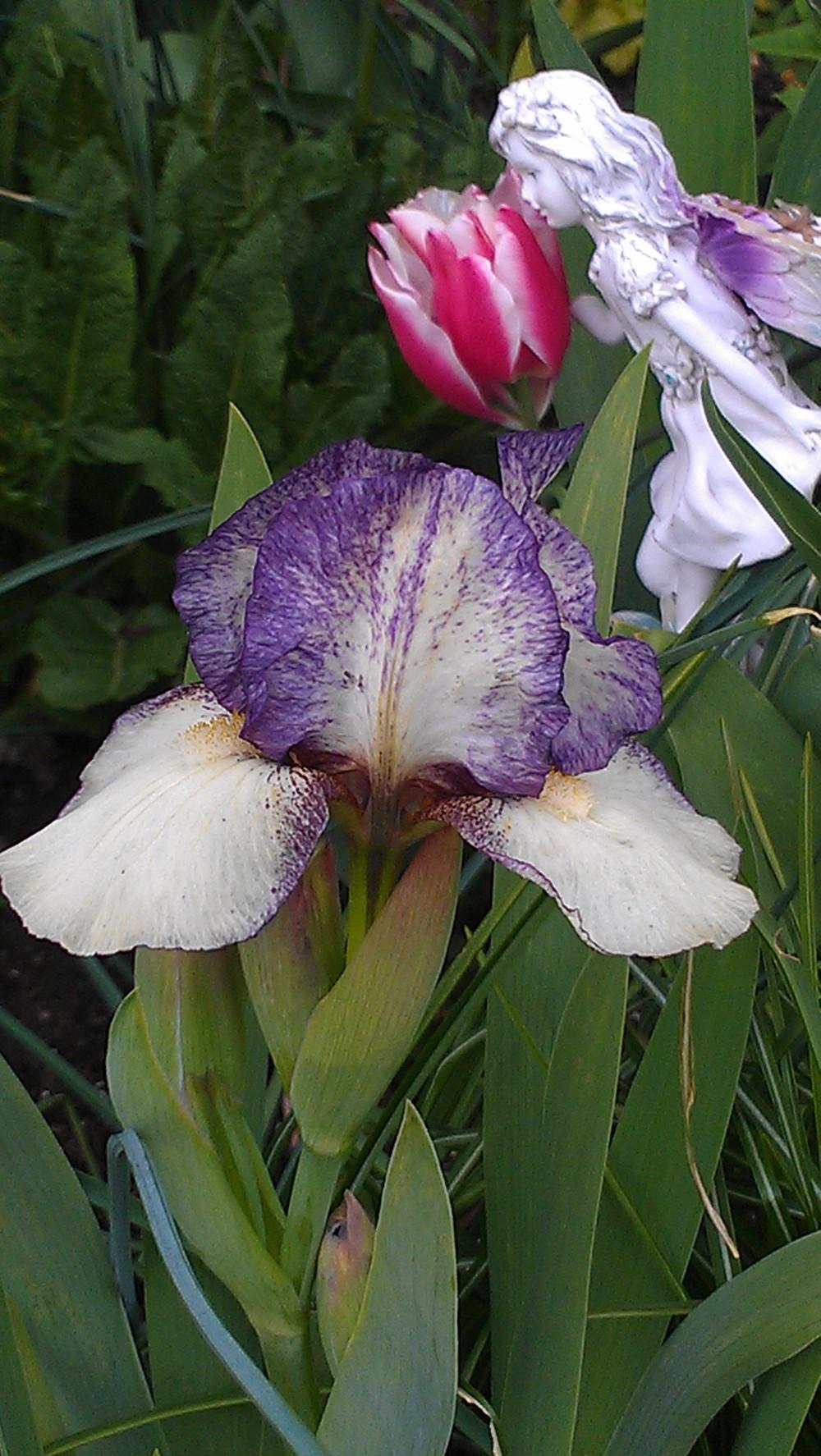 Photo of Standard Dwarf Bearded Iris (Iris 'Pal Sam') uploaded by Irislady