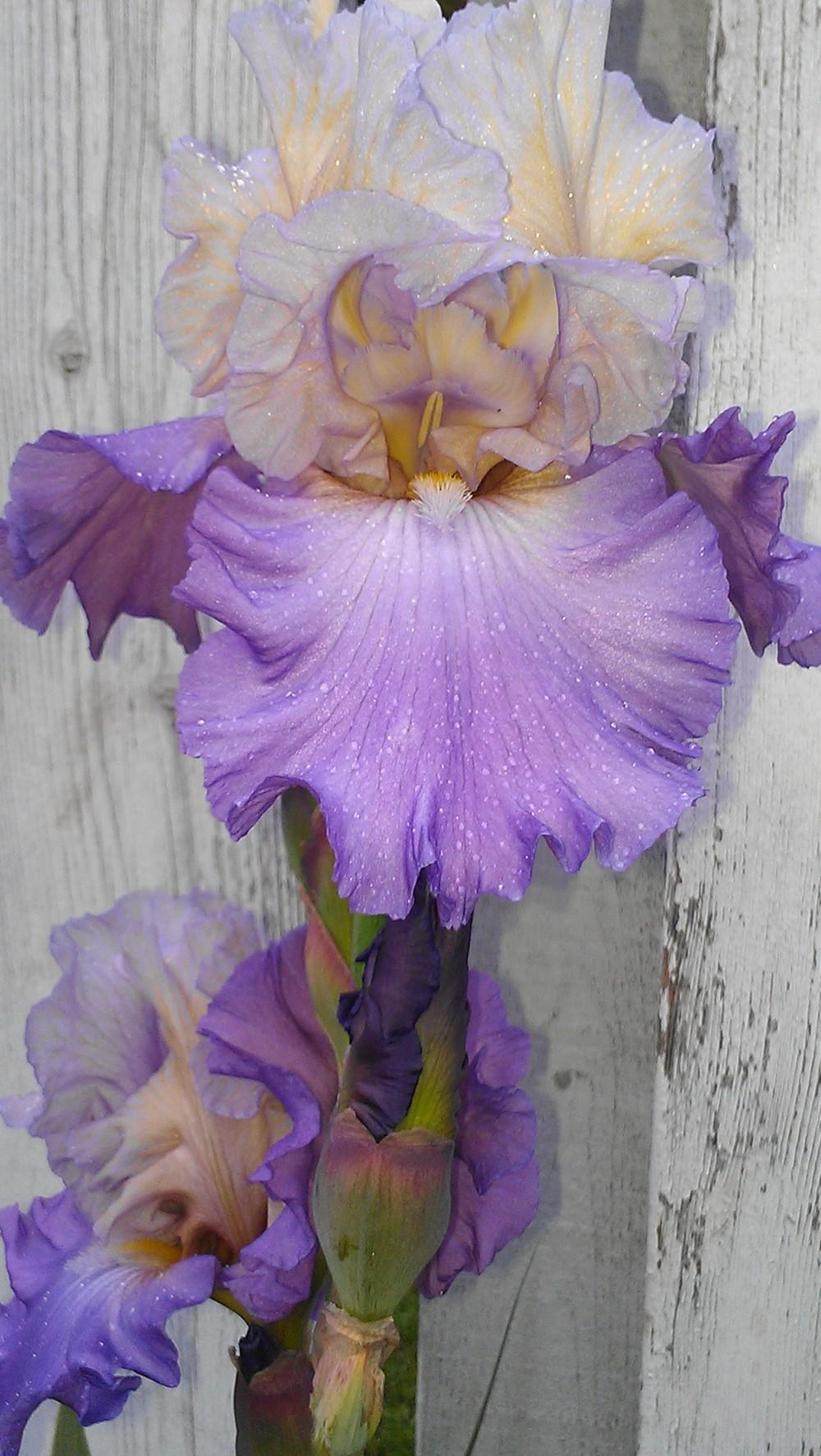 Photo of Tall Bearded Iris (Iris 'In Your Dreams') uploaded by Irislady