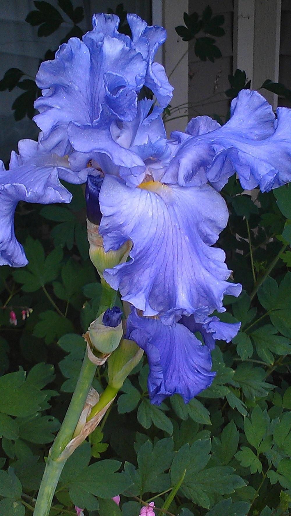Photo of Tall Bearded Iris (Iris 'Lake of Bays') uploaded by Irislady