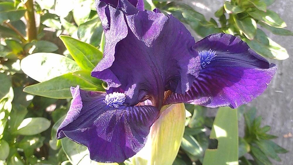 Photo of Standard Dwarf Bearded Iris (Iris 'Royal Overtime') uploaded by Irislady