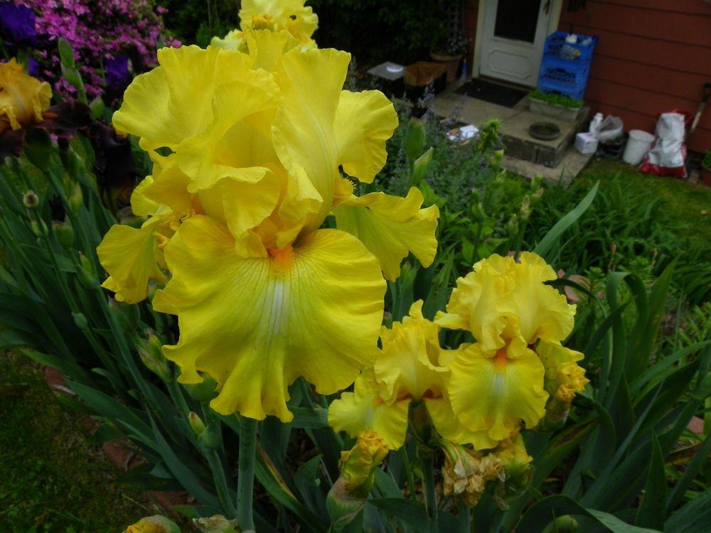 Photo of Tall Bearded Iris (Iris 'Trumpet Call') uploaded by Newyorkrita