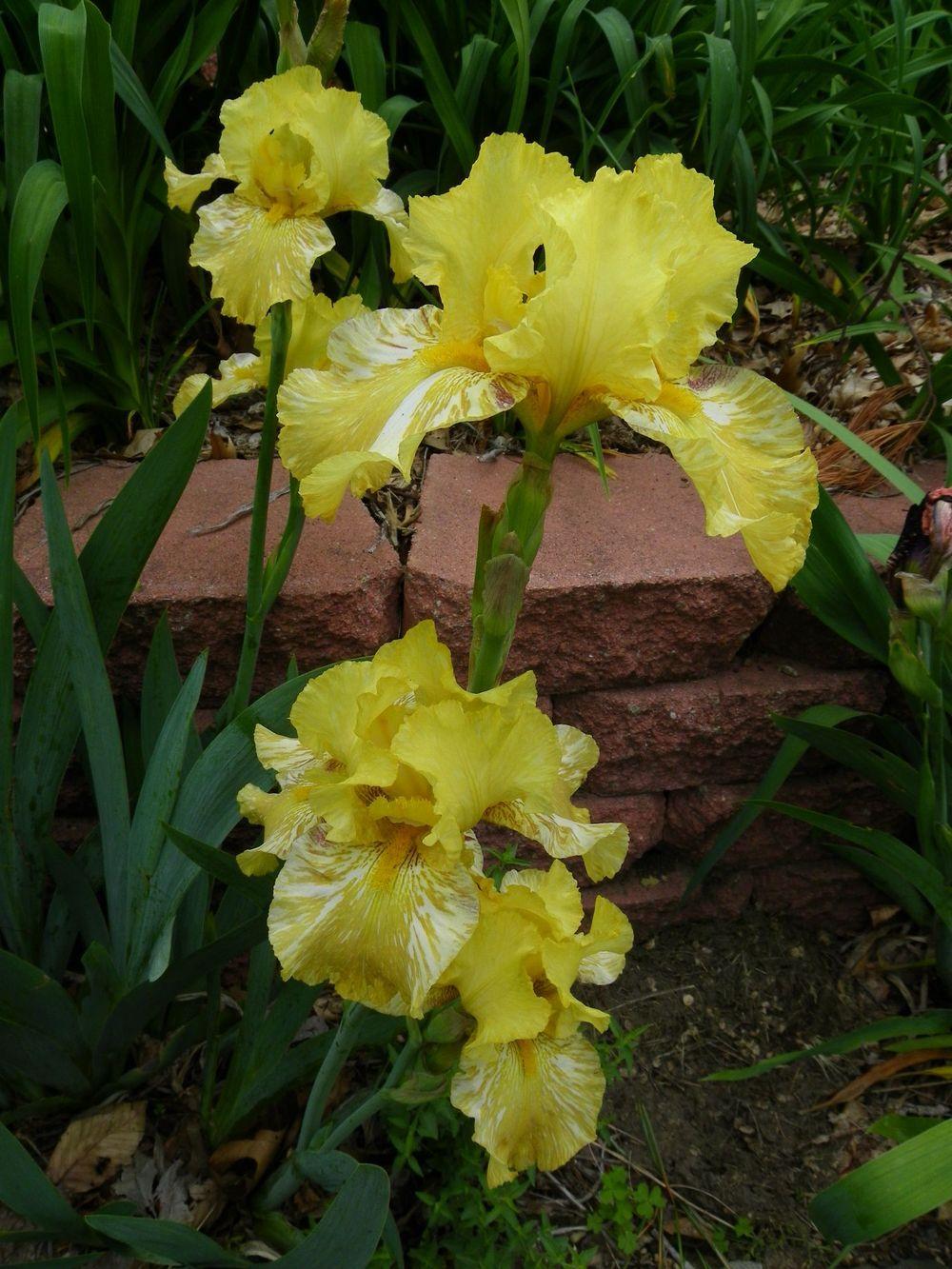Photo of Tall Bearded Iris (Iris 'Quail Ale') uploaded by Newyorkrita