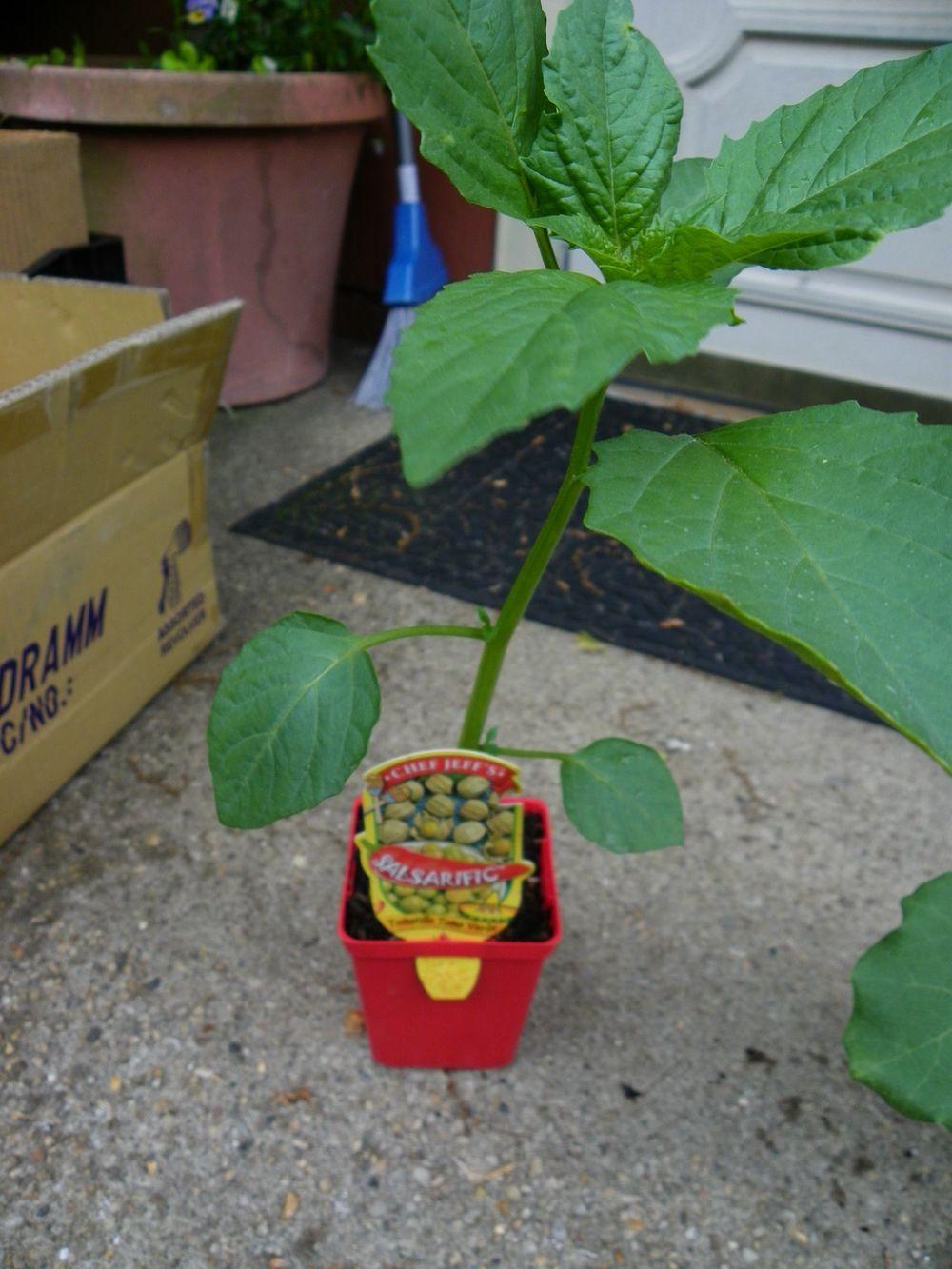 Photo of Husk Tomato (Physalis philadelphica subsp. ixocarpa 'Toma Verde') uploaded by Newyorkrita
