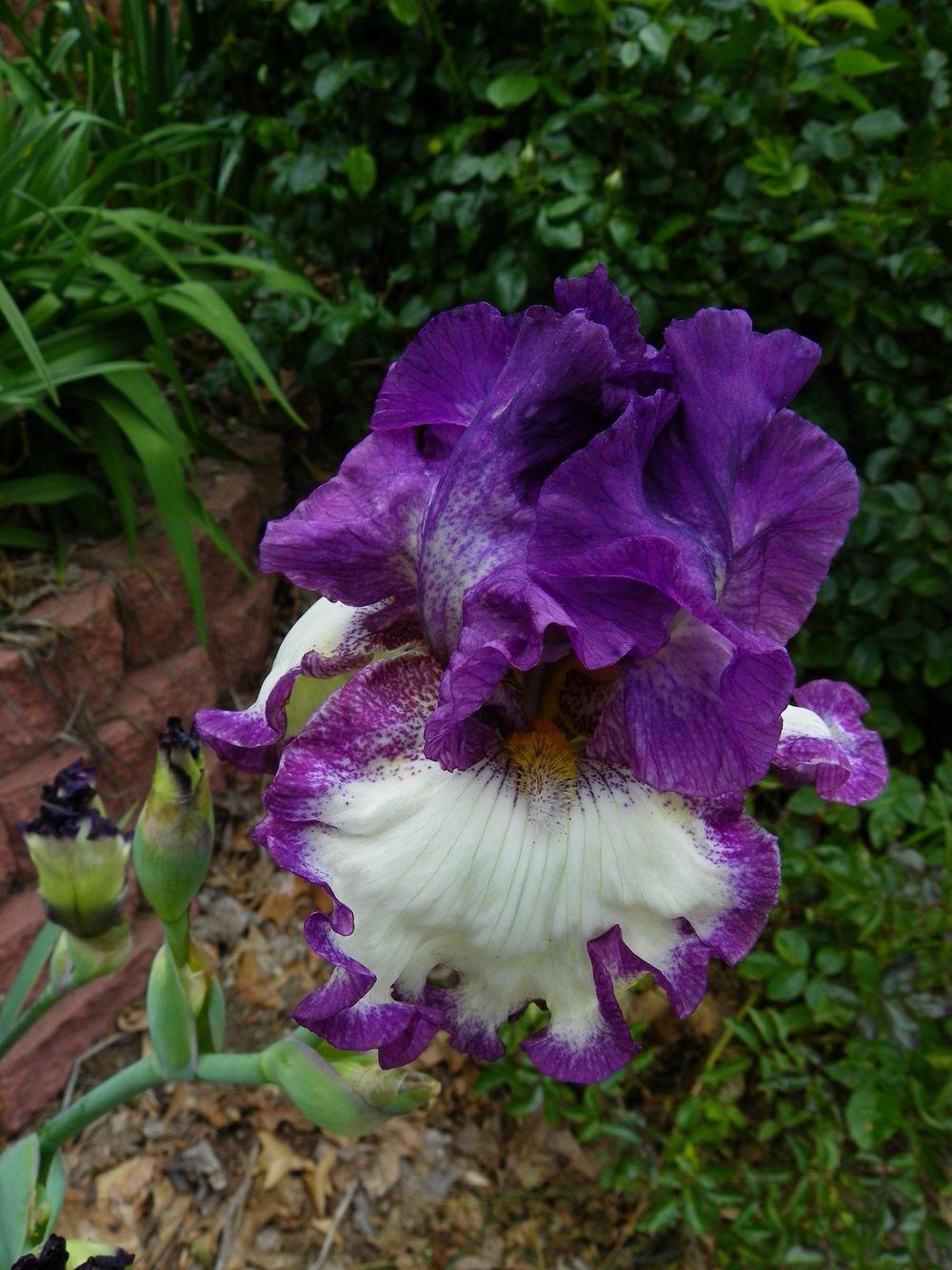 Photo of Tall Bearded Iris (Iris 'Got the Melody') uploaded by Newyorkrita