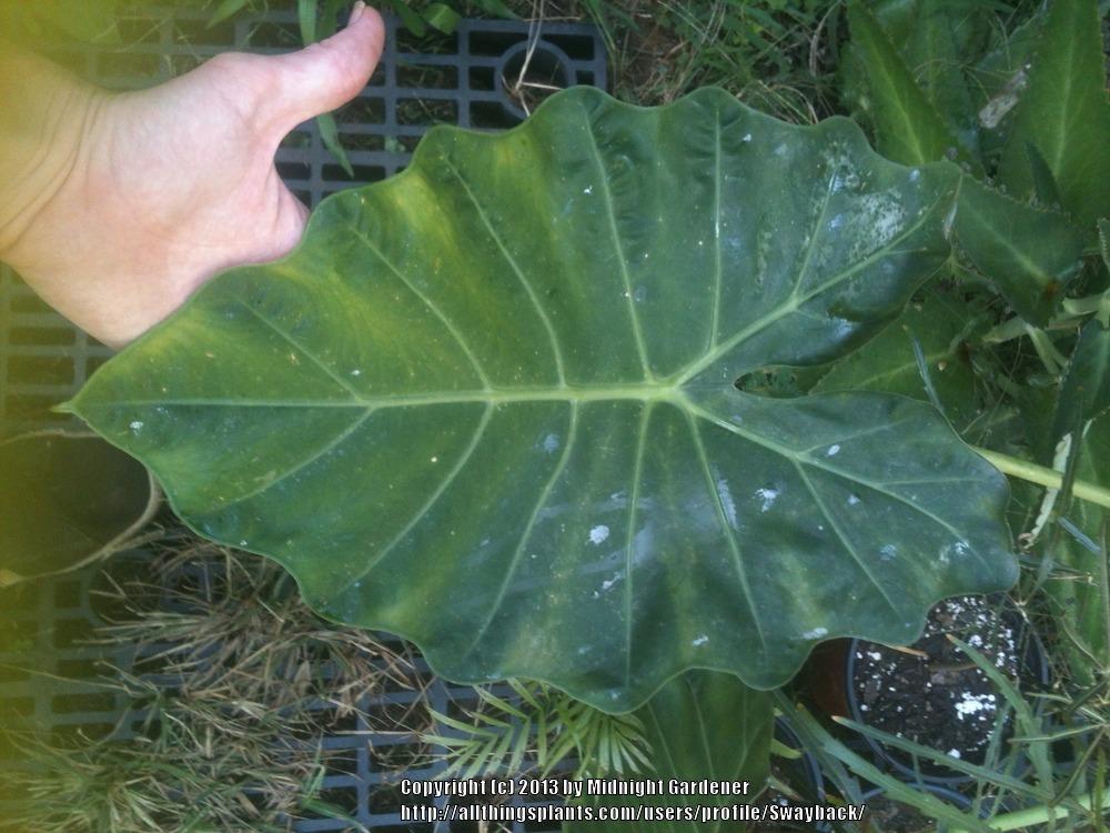 Photo of Elephant's Ear (Alocasia 'Mayan Mask') uploaded by Swayback