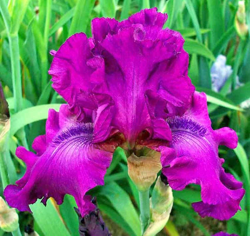 Photo of Tall Bearded Iris (Iris 'Swingtown') uploaded by TBGDN