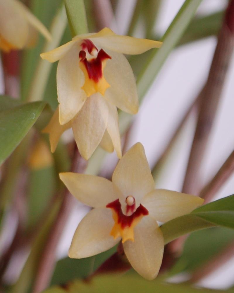 Photo of Orchid (Octomeria grandiflora) uploaded by Ursula