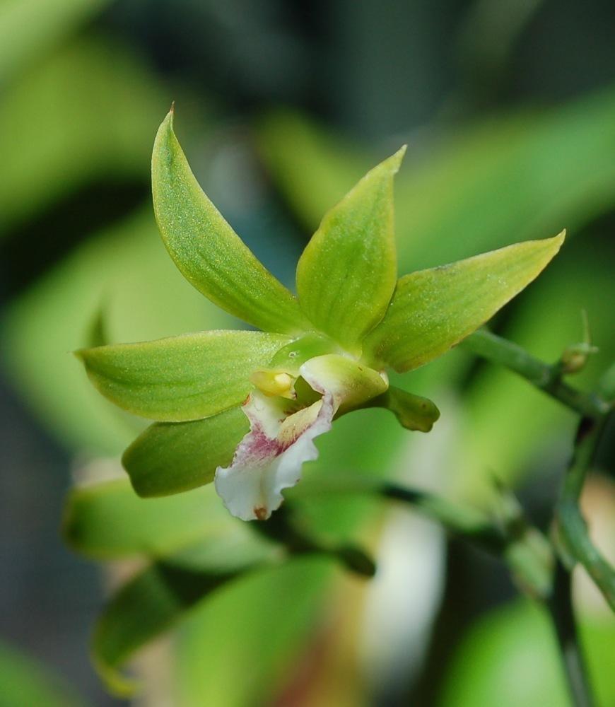 Photo of Orchid (Eulophia euglossa) uploaded by Ursula