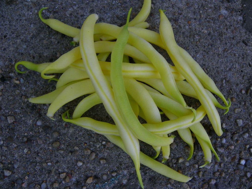 Photo of Common Bean (Phaseolus vulgaris 'Hildora') uploaded by Newyorkrita