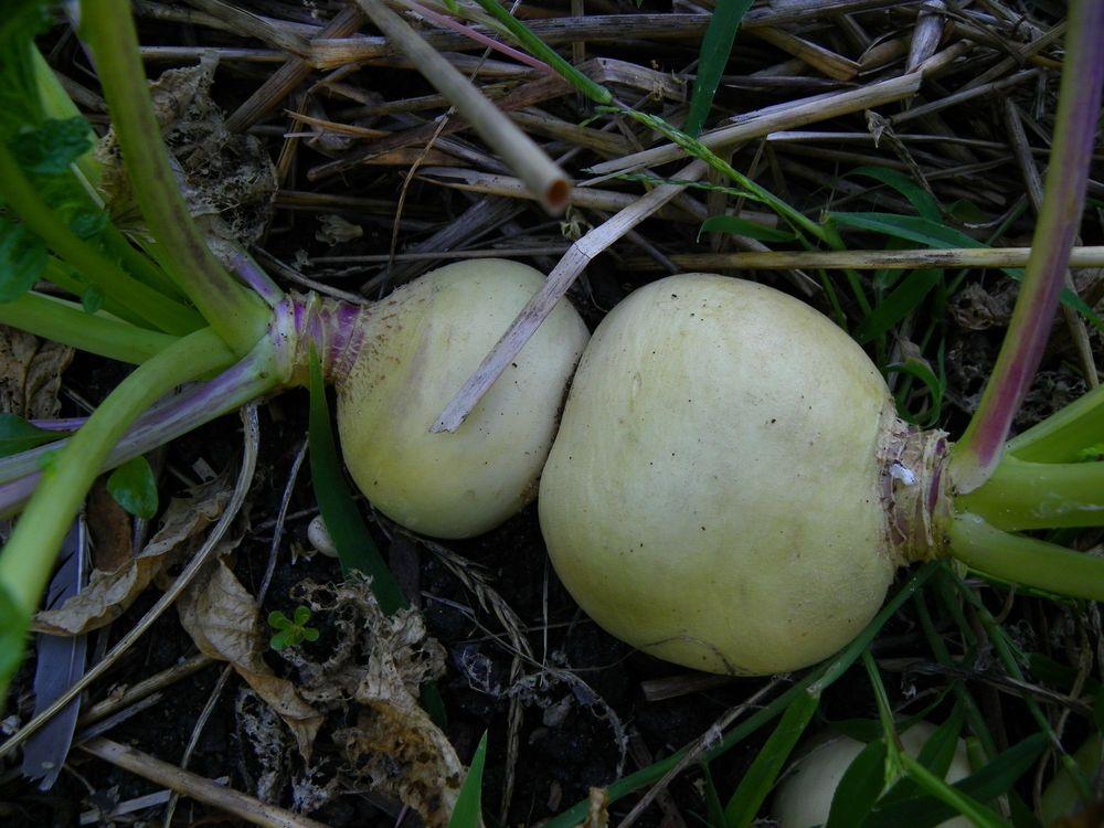 Photo of Turnip (Brassica rapa subsp. rapa 'Snowball') uploaded by Newyorkrita